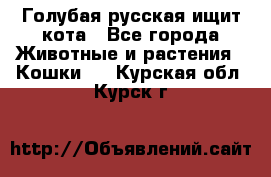 Голубая русская ищит кота - Все города Животные и растения » Кошки   . Курская обл.,Курск г.